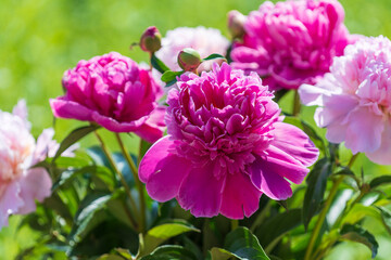 Beautiful bouquet of flowers pink peonies in garden, close up