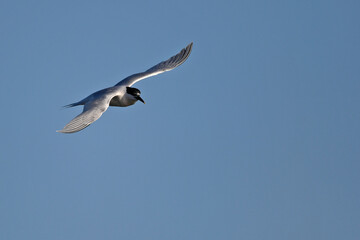 Obraz premium Sandwich tern // Brandseeschwalbe (Thalasseus sandvicensis)