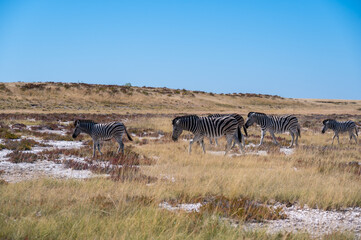 Fototapeta na wymiar Zebra on grassland in Africa, National park Namibia