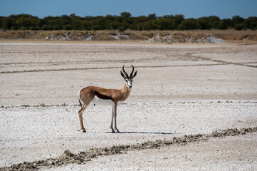 Springboks in the Etosha Pan in Namibia