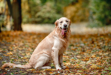 Golden retriever dog in park