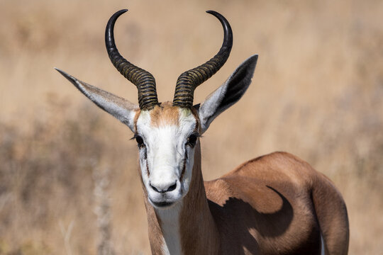 Portrait of Springbok in Etosha National Park in Namibia Africa