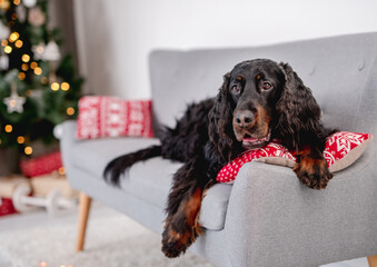 Scottish setter dog next to christmas tree