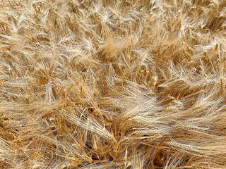 Top view from above full frame closeup of countless seamless isolated ripe golden wheat ears in german agricultural field