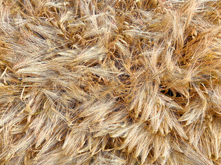Top view from above full frame closeup of countless seamless isolated ripe golden hordeum barley cereal grain ears in german agricultural field