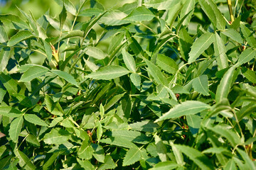 Beatiful macro green wild leafs