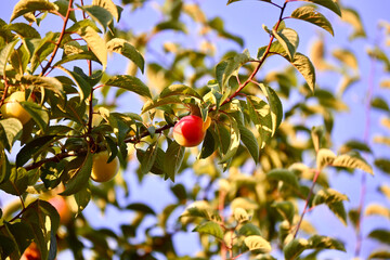 Half ripe red plum on plum branch