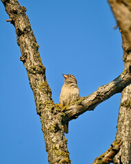 Single sparrow on dry acacia tree