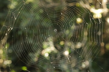 Teia de Aranha / Cobweb / Spider © Atilio