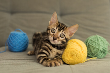 A tabby cat plays with a yellow and blue ball, skeins of thread on a gray bed. A small curious...