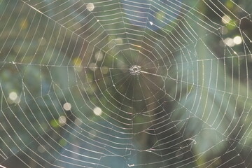 Teia de Aranha / Cobweb / Spider