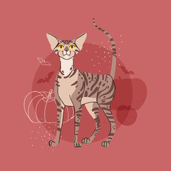 Oriental shorthair vector cat with pumpkin on red background. Vector Рalloween pet character illustration