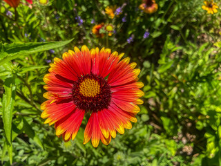 Blossom in the garden