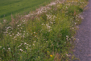 Roadside flowers by former Skreiabanen railroad, Toten, Norway.