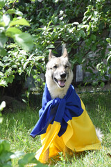 West Siberian Husky, covered with the national flag of Ukraine, against the backdrop of a local park.