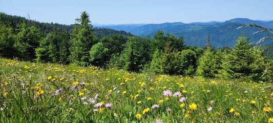 meadow with flowers