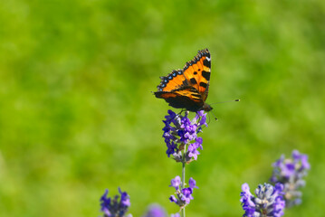 Small tortoiseshell butterfly (Aglais urticae) perched on lavender plant in Zurich, Switzerland