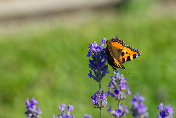 Small tortoiseshell butterfly (Aglais urticae) perched on lavender plant in Zurich, Switzerland