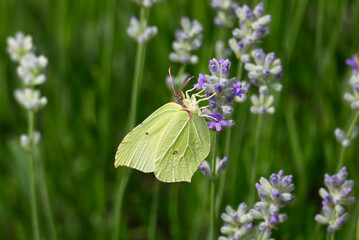 Common brimstone butterfly (Gonepteryx rhamni) sitting on lavender in Zurich, Switzerland