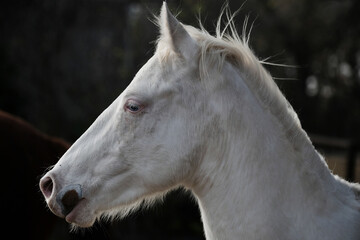Young paint horse white head close up being alert and curios in farm field.