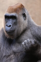 Naklejka premium gorilla close up