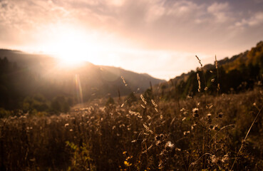 Colorful orange sunset in mountains in Caucasus national park. Dry grass with backlight sun. Caucasus nature reserve.