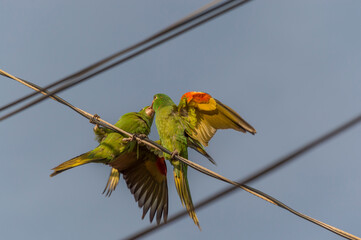 A couple of parakeets (Psittacara leucophthalmus) perched on the electrical wiring of the city