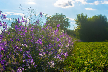 There is a cloud of purple flowers in the sun. Wild purple flowers grow in the field.