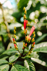 Red beautiful tropical flower on the background of green leaves