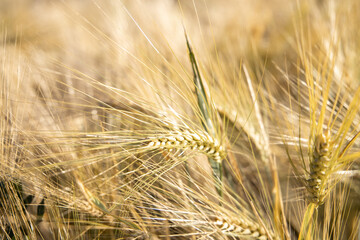 Fototapeta premium golden wheat field in summer