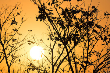Sun shining through tree branches at dusk