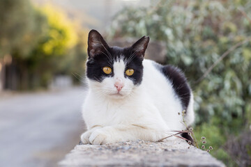 Black and white tuxedo stray cat