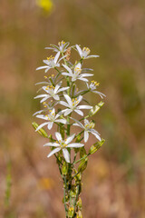 Ornithogalum pyramidale isolated flowers and plant