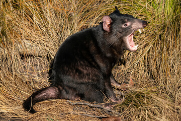 Tasmanian devil in yellow grass with open mouth