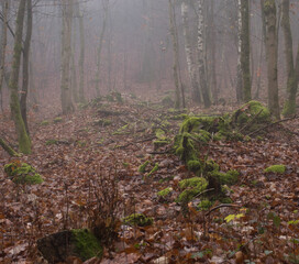 Dead leaves and tree stumps covered in moss on the floor of the Palatinate forest of Germany on a foggy day.