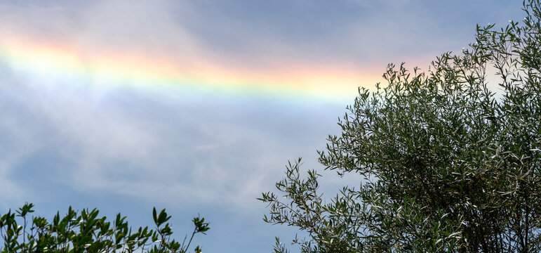 Colorful iridescent cloud, Beautiful Rainbow cloud over oliver trees. La Rochelle France