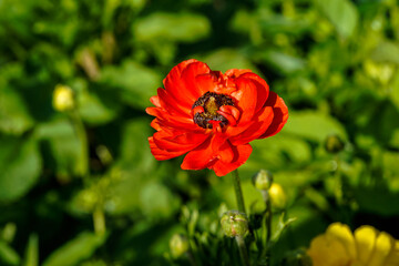 Fully, bloomed, red ranunculus flowers growing in an outdoor flower garden.