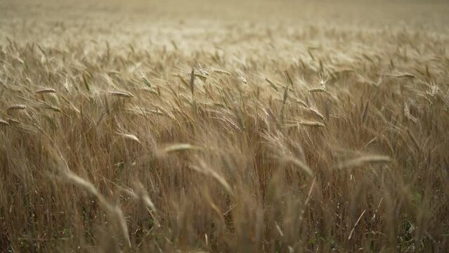 Gold field of common grain bread wheat in wind during summer sunny day closeup detail