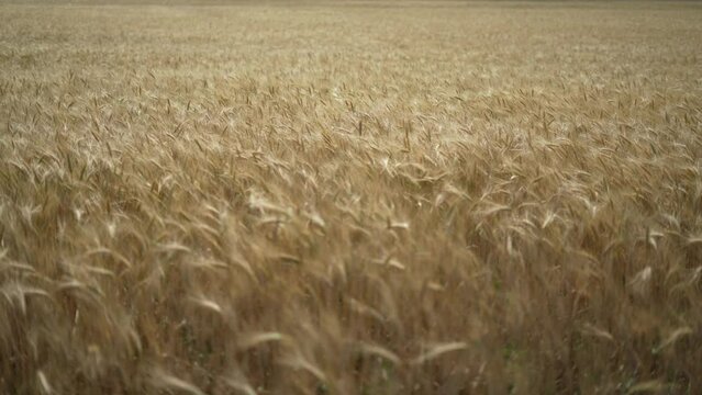 Huge Gold field of common grain bread wheat in wind during summer sunny day