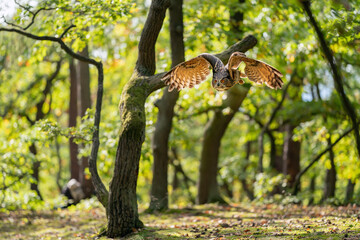 Flying eagle owl in the sunny day in autumn forest . Bubo bubo