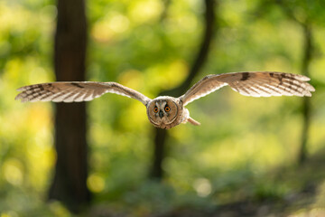 Flying long-eared owl with spreaded backlighted wings. Front action owl photo in sunny autumn day. Asio altus.