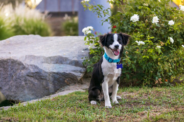 black and white puppy mix in the park