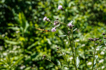 Yellow and black butterfly feeding on the purple thistle growing naturally. Swallowtail butterfly.