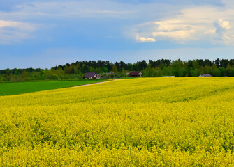 Rapeseed Field in rural. Agricultural field With Flowering Blooming Oilseed Field. Rural Landscape at village in Spring.  Blossom Canola Yellow Flower. Yellow background Field with Yellow Rapeseed.