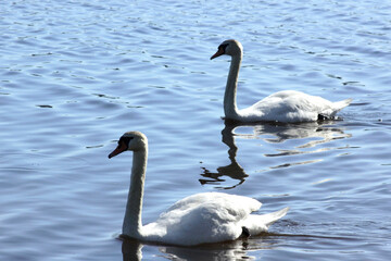 Naklejka premium wild tiere