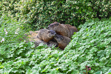 petite famille de marmotte