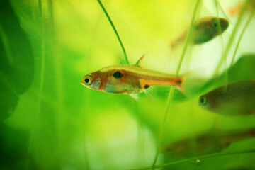 Dwarf rasbora Freshwater fish in the nature aquarium, is often as often referred as Boraras maculatus. Animal aquascaping photography with a focus gradient and soft background.