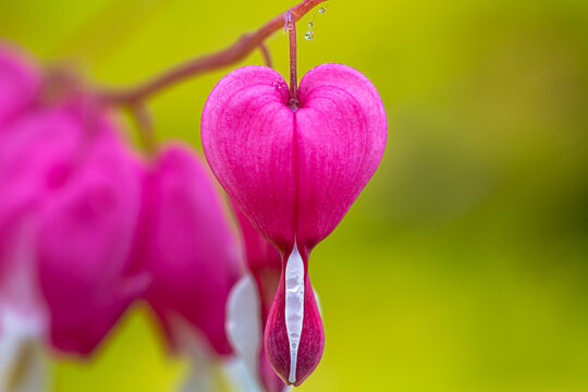 petit coeur saignant