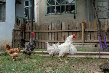 Roosters flirt with hens. The young rooster spread its wings. Reproduction of chickens. Home mini farm concept