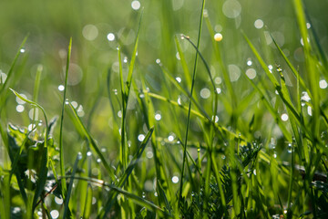 Juicy grass, shoots with raindrops or roses. Succulent background, green plant texture